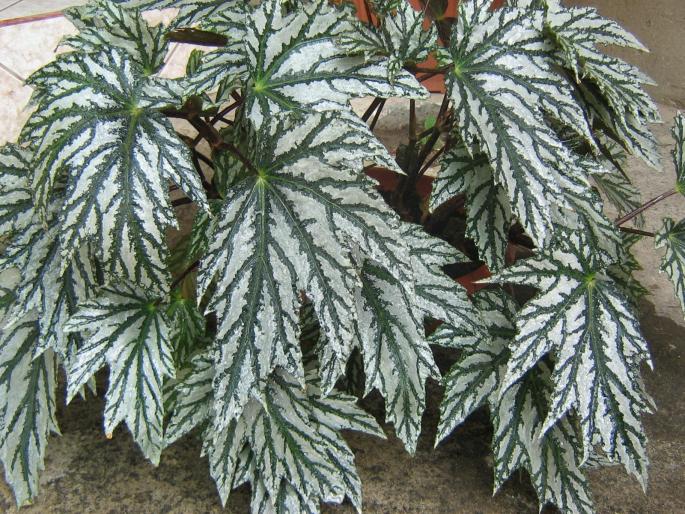 begonia metalica - flori diverse