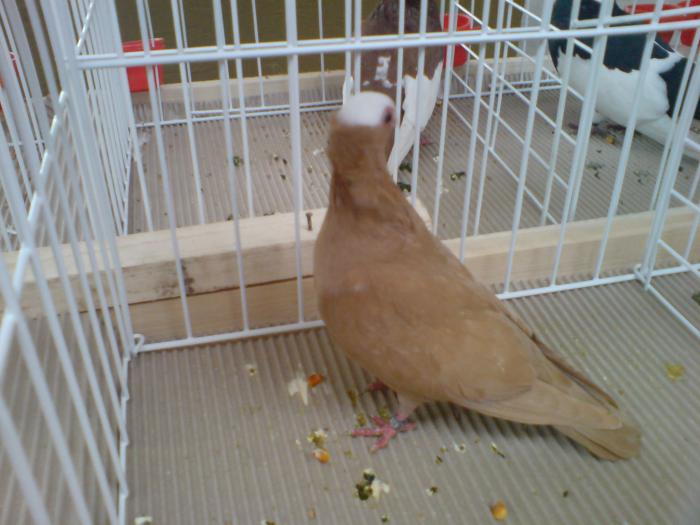DSC00894