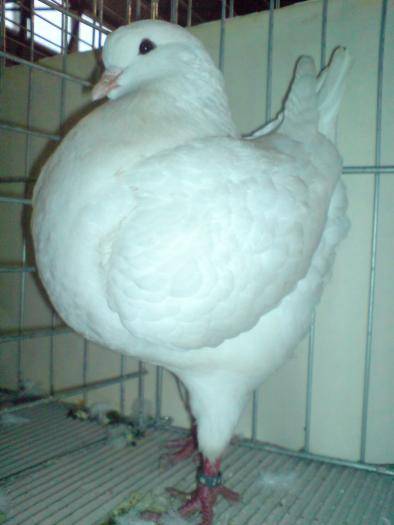 0-1,CAMPIOANA,2009-KING CLUB; Femela alba CAMPIOAN A,tineret King Club Roman MARGHITA 2009 EXPO.30-01--01-02-2009
        Vandut
