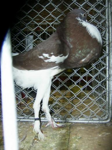 gusat englez  - 1501 Expo Timisoara 2006