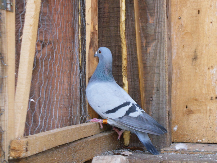 HPIM3034 - porumbei 2009