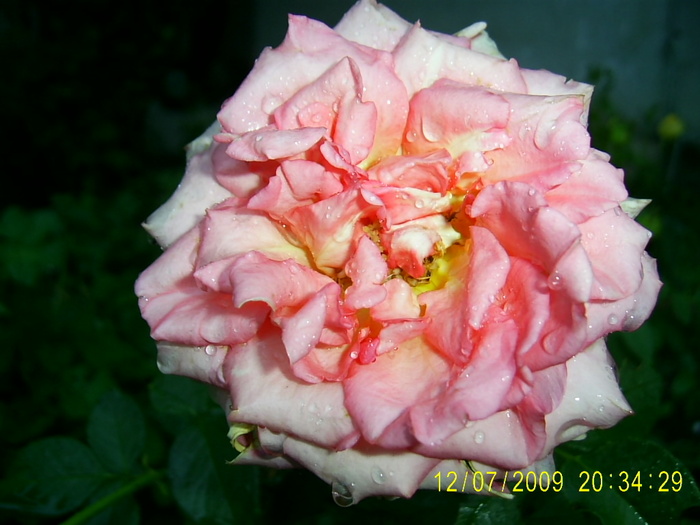 trandafirii (11) - Trandafirii lui Tusi