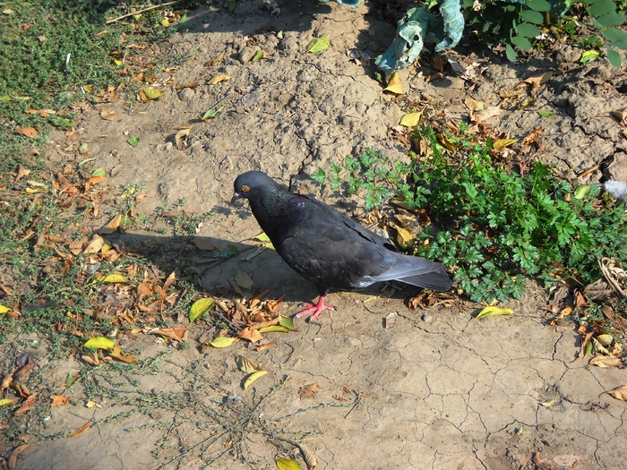 Picture 172 - chitzaila-porumbelul -meu