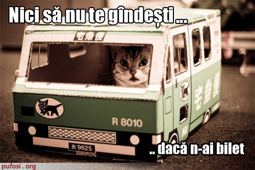 poze-amuzante-pisica-conduce-un-autobuz