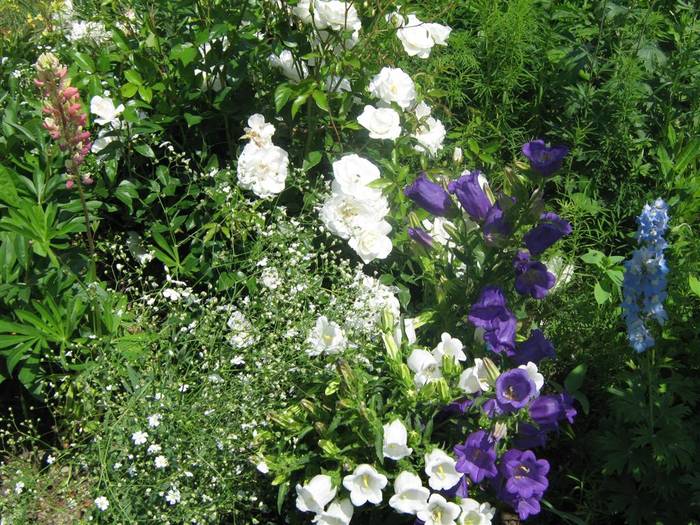 campanula - gradina 2009