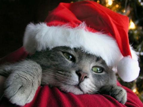 Animals Wallpapers Cats Christmas Desktop Wallpapers