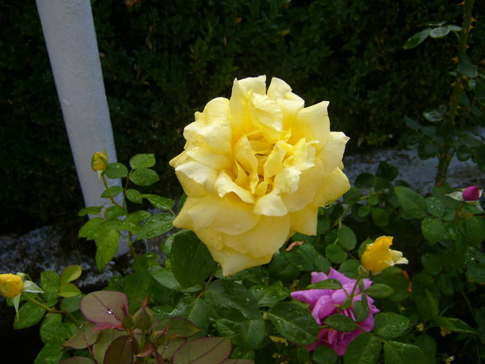 trandafirul galben