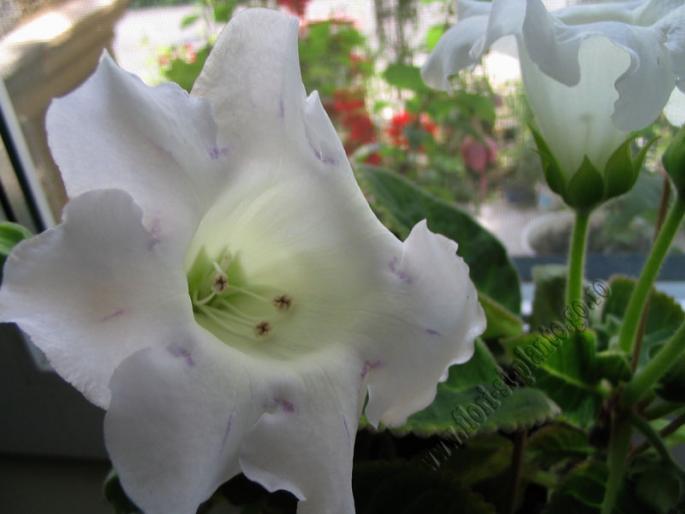 Gloxinia alba1 - GLOXINIA _ SINNINGIA