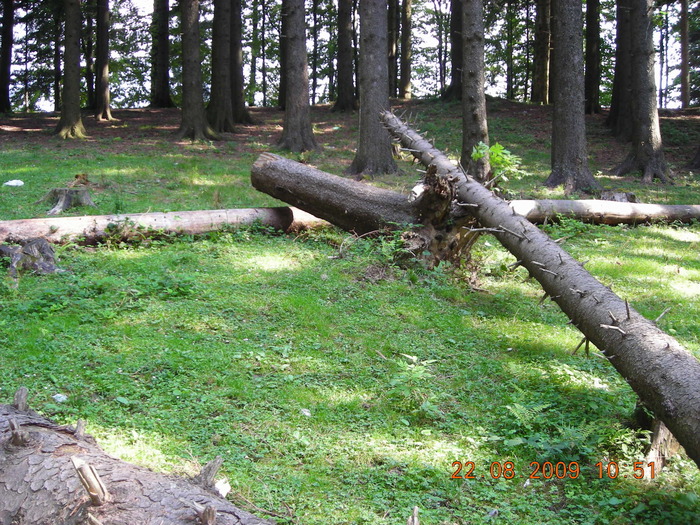 DSCN9227 - Sinaia 23 08 2009