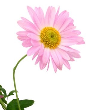 Flori-Crizantema-poza-t-P-n-d_149 - club flori