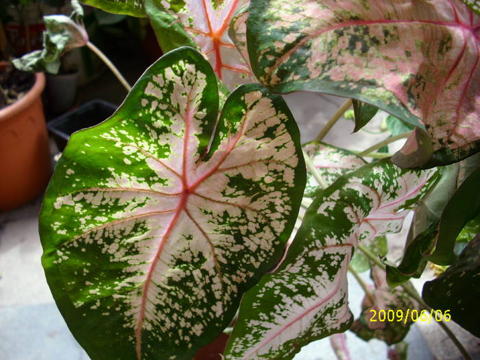 caladium vivi23ro - flori