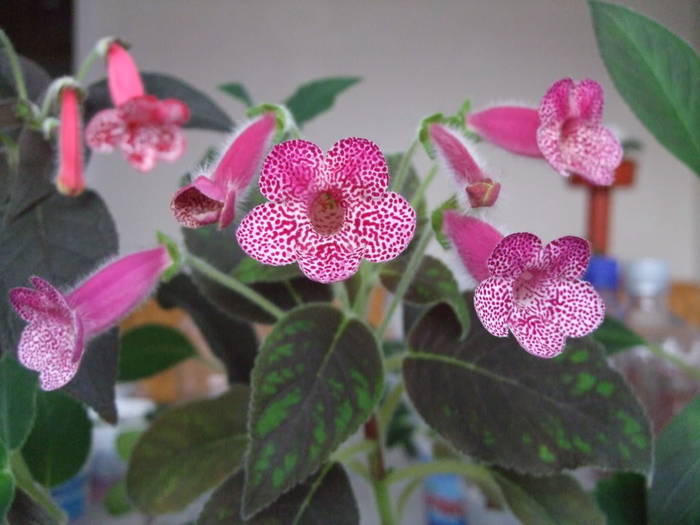 Kohleria Ampallang - Kohlerii