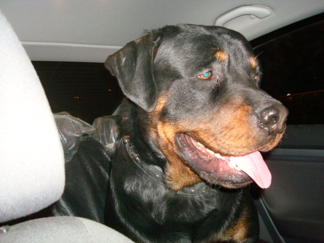 DSC03246 - ROTTWEILER