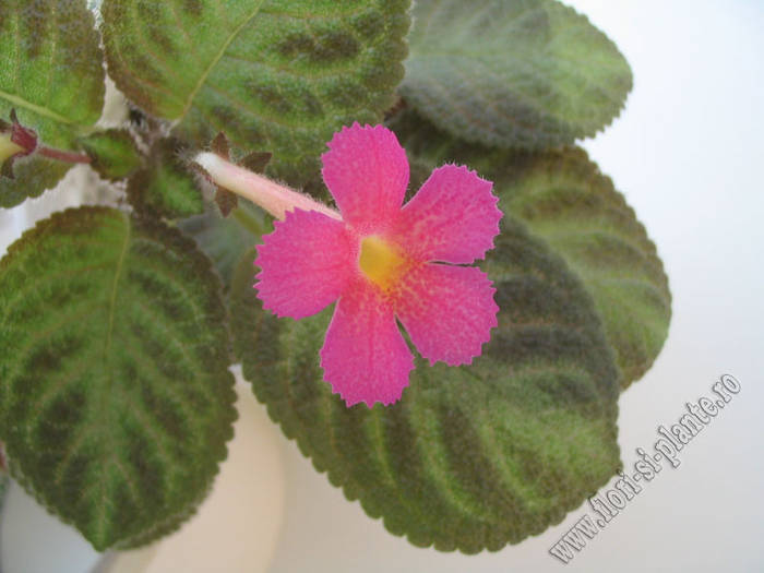 Episcia Pink Panther 1 - EPISCIA