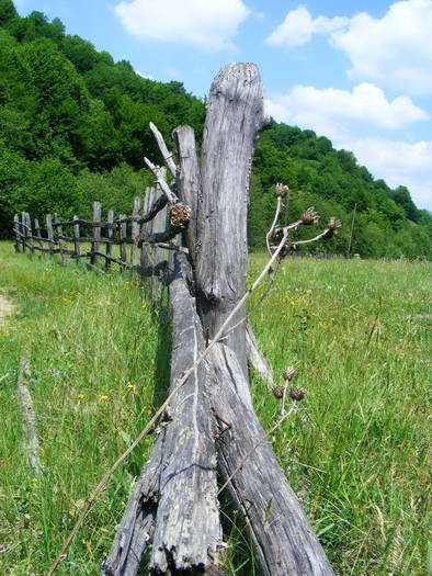 DSCF0993