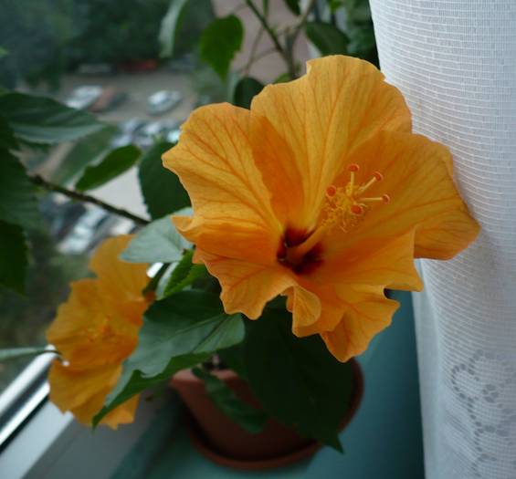 P1140559 - HIBISCUSI