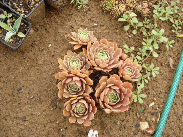 DSC08894 - Sempervivum