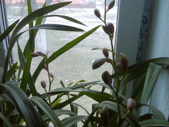 Imag0360 - orchidee