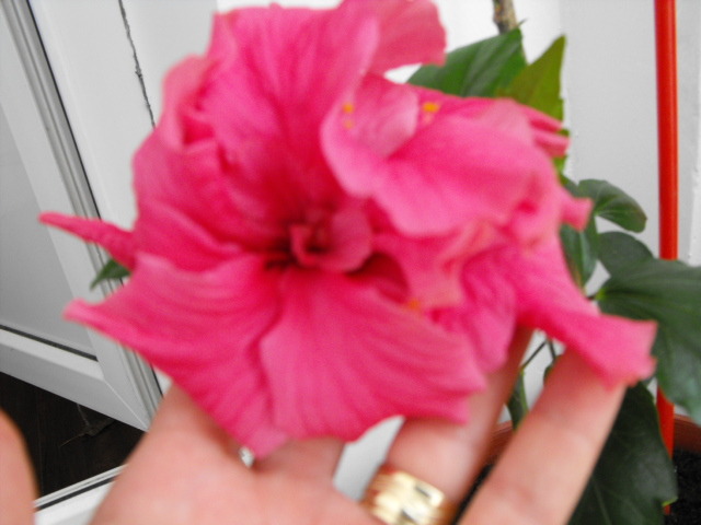 hibi roz - flori de apartament