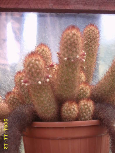 77-Mammillaria elongata - cactusi