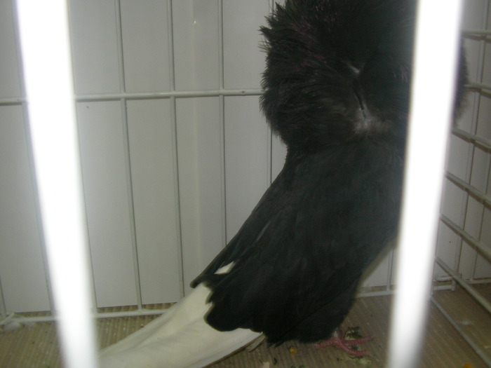 SANY0202 - poze expo 2009