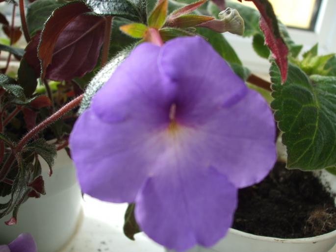 achimenes albastru - Flori