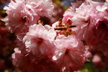 flowering-pink-tree-bloom-spring - Flori de cires