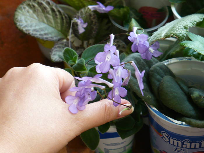 P1130427 - STREPTOCARPUSI