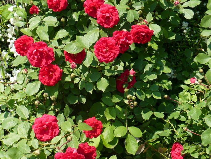 P1010842 - Gradina Botanica mai 2008