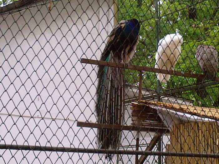 fazanii