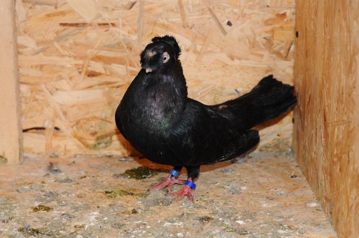 DSC_9876 - jucatori dublumotati calarasi 2008