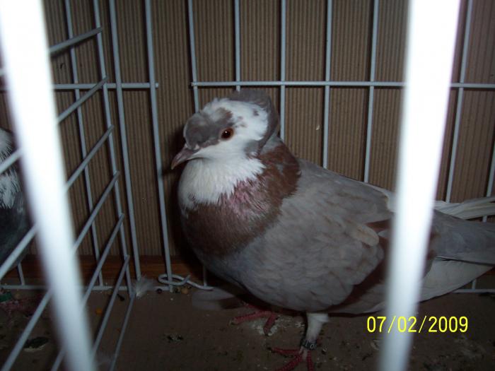 Expo Oradea 2009 093