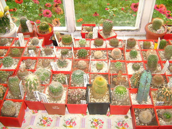 Picture 041 - cactusii mei