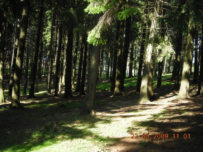 DSCN9238 - Sinaia 23 08 2009