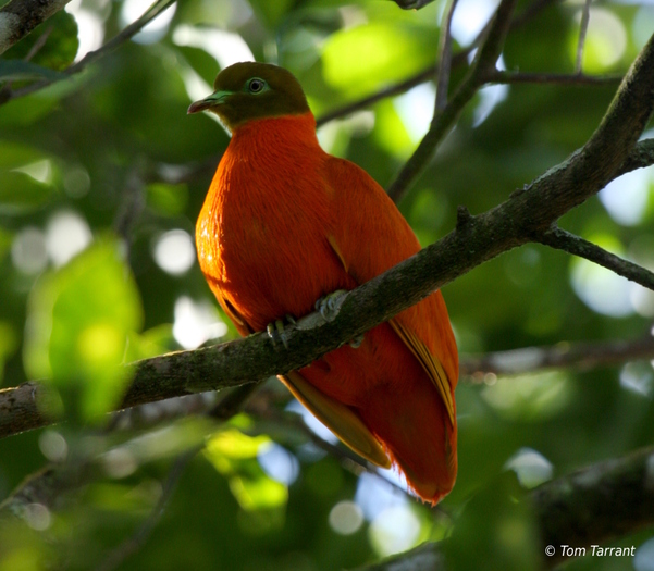 orange_dove_1350_hbw - PORUMBEI