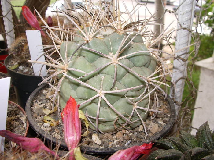 Coryphantha poselgeriana