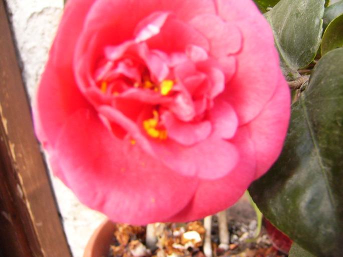 camelia japonica - Camelia japonica