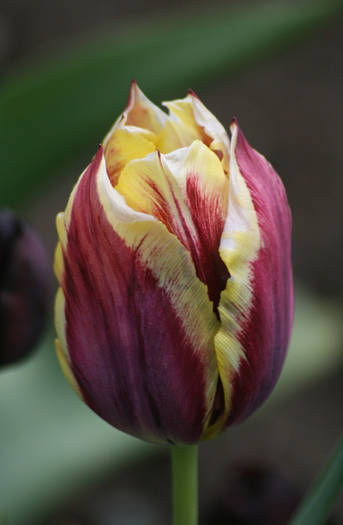 Gavota - garden 2009