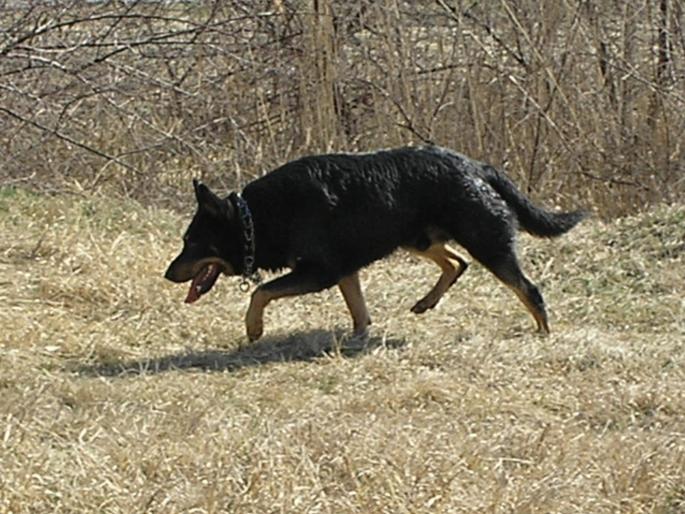 P3040139 - Nero-Rasa Beauceron