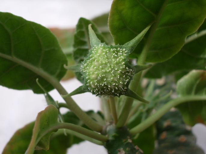 Dorstenia foetida - floare cu seminte - Plante cu caudex