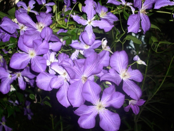 DSCI0862 - flori din gradina mea