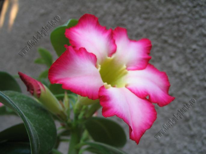 Adenium obesum 14 - Adenium