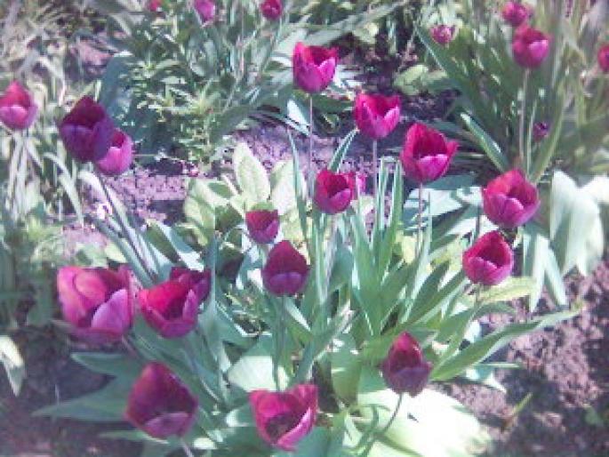 lalele - flori de gradina