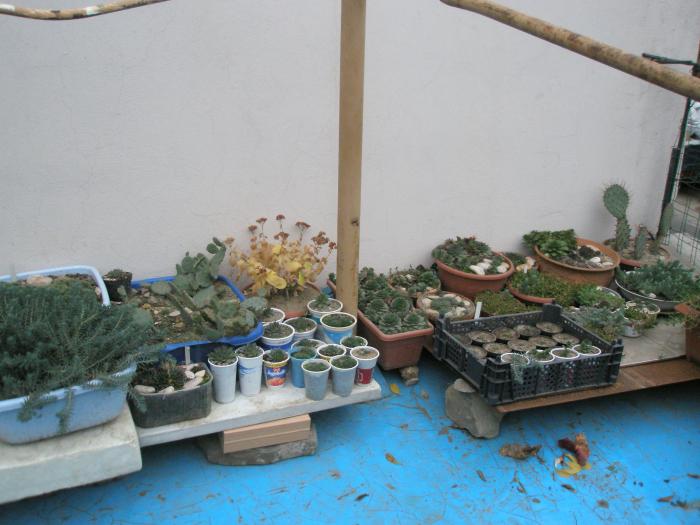 loc in aer liber pentru Sempervivum - plante de exterior - iarna 2008 - 2009