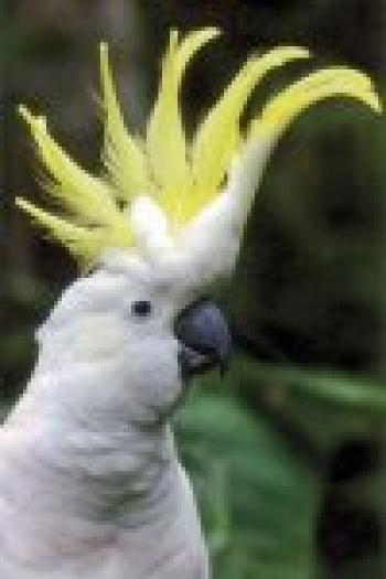 35_sulphur20crested20cockatoo - PAPAGALI