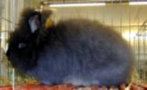 angora negru; fetita neagra rasa angora
