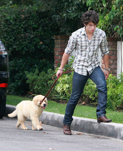 Birthday Boy Nick Jonas Takes Pup Walk ngfzt9UHaTAl