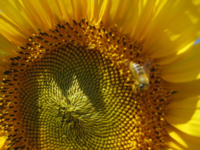 IMG_0031 (3) - Stupina personala in 2009