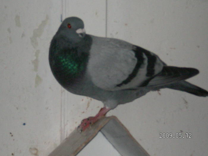 84 - pui porumbei 2009