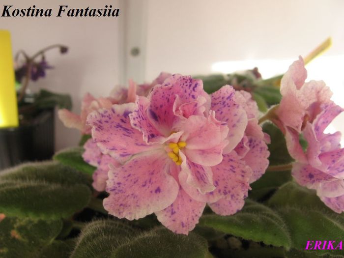 Kostina Fantasiia 2009 nov 30 - Violete de colectie